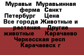 Муравьи, Муравьинная ферма. Санкт-Петербург. › Цена ­ 550 - Все города Животные и растения » Другие животные   . Карачаево-Черкесская респ.,Карачаевск г.